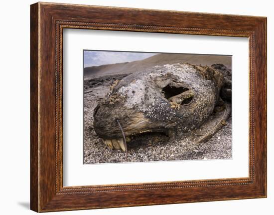 Lava lizard juvenile peering out of eye of dead sea lion. Paracas National Reserve, Peru.-Emanuele Biggi-Framed Photographic Print