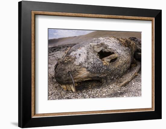 Lava lizard juvenile peering out of eye of dead sea lion. Paracas National Reserve, Peru.-Emanuele Biggi-Framed Photographic Print