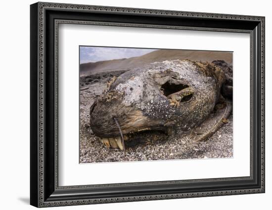 Lava lizard juvenile peering out of eye of dead sea lion. Paracas National Reserve, Peru.-Emanuele Biggi-Framed Photographic Print