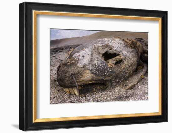 Lava lizard juvenile peering out of eye of dead sea lion. Paracas National Reserve, Peru.-Emanuele Biggi-Framed Photographic Print