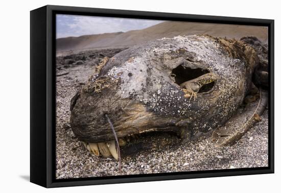 Lava lizard juvenile peering out of eye of dead sea lion. Paracas National Reserve, Peru.-Emanuele Biggi-Framed Premier Image Canvas