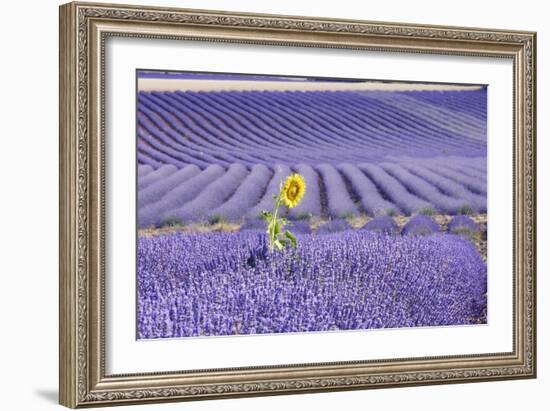 Lavandin Lavender with Single Sunflower-null-Framed Photographic Print