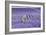 Lavandin Lavender with Single Sunflower-null-Framed Photographic Print