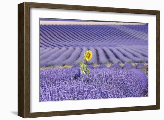 Lavandin Lavender with Single Sunflower-null-Framed Photographic Print