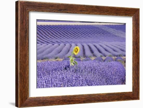 Lavandin Lavender with Single Sunflower-null-Framed Photographic Print