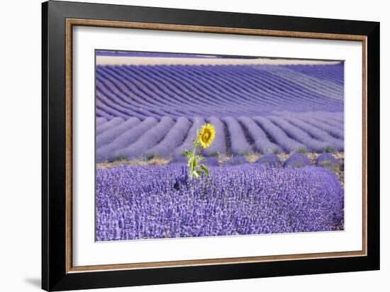 Lavandin Lavender with Single Sunflower-null-Framed Photographic Print