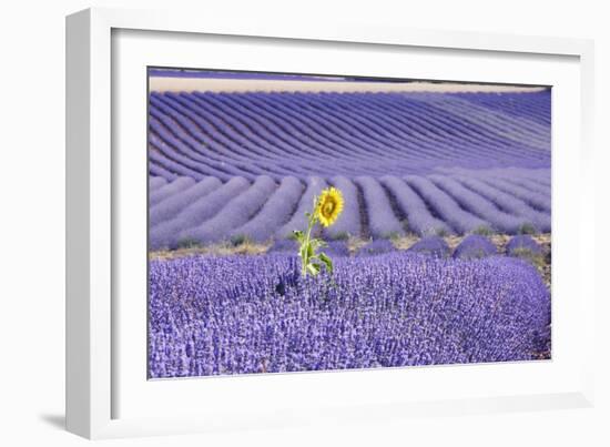 Lavandin Lavender with Single Sunflower-null-Framed Photographic Print