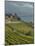 Lavaux Terraced Vineyards on Lake Geneva, Montreux, Canton Vaud, Switzerland, Europe-Angelo Cavalli-Mounted Photographic Print