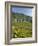 Lavaux Terraced Vineyards on Lake Geneva, Montreux, Canton Vaud, Switzerland, Europe-Angelo Cavalli-Framed Photographic Print