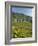 Lavaux Terraced Vineyards on Lake Geneva, Montreux, Canton Vaud, Switzerland, Europe-Angelo Cavalli-Framed Photographic Print