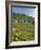 Lavaux Terraced Vineyards on Lake Geneva, Montreux, Canton Vaud, Switzerland, Europe-Angelo Cavalli-Framed Photographic Print