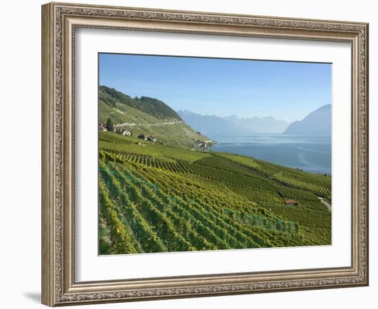 Lavaux Terraced Vineyards on Lake Geneva, Montreux, Canton Vaud, Switzerland, Europe-Angelo Cavalli-Framed Photographic Print