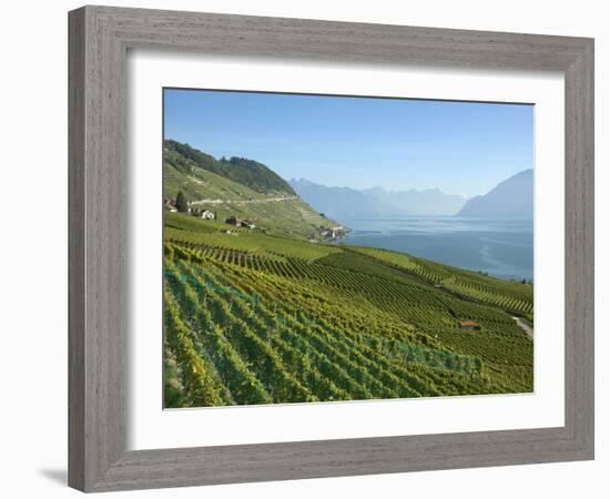 Lavaux Terraced Vineyards on Lake Geneva, Montreux, Canton Vaud, Switzerland, Europe-Angelo Cavalli-Framed Photographic Print