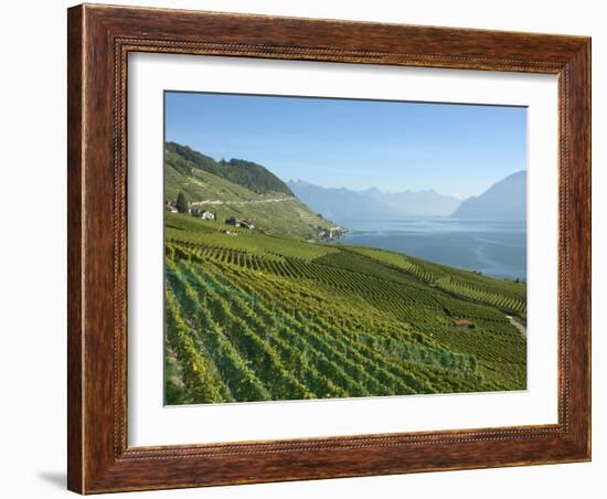 Lavaux Terraced Vineyards on Lake Geneva, Montreux, Canton Vaud, Switzerland, Europe-Angelo Cavalli-Framed Photographic Print