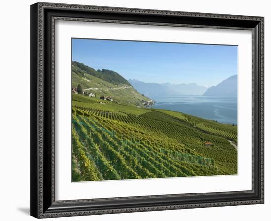 Lavaux Terraced Vineyards on Lake Geneva, Montreux, Canton Vaud, Switzerland, Europe-Angelo Cavalli-Framed Photographic Print