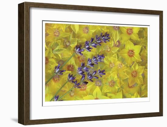 Lavendar and Yellow Loosestrife Blossoms-Donald Paulson-Framed Giclee Print