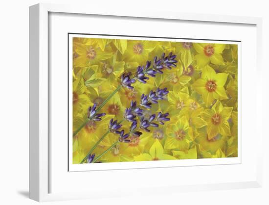 Lavendar and Yellow Loosestrife Blossoms-Donald Paulson-Framed Giclee Print