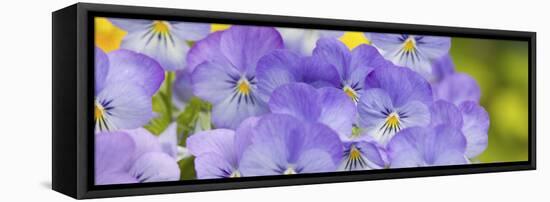 Lavendar and Yellow Pansies, Seattle, Washington, USA-Terry Eggers-Framed Premier Image Canvas