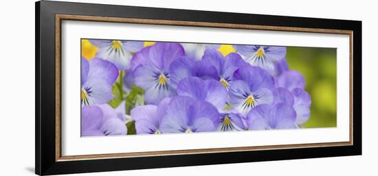 Lavendar and Yellow Pansies, Seattle, Washington, USA-Terry Eggers-Framed Photographic Print