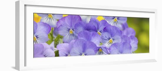 Lavendar and Yellow Pansies, Seattle, Washington, USA-Terry Eggers-Framed Photographic Print