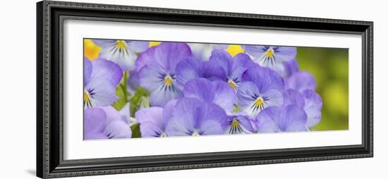 Lavendar and Yellow Pansies, Seattle, Washington, USA-Terry Eggers-Framed Photographic Print