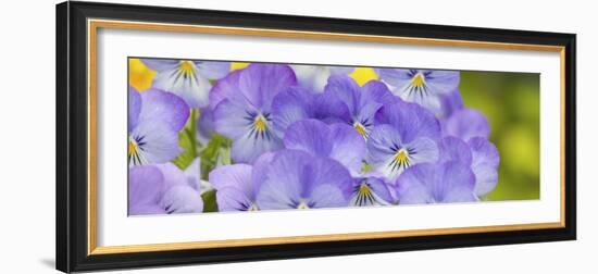 Lavendar and Yellow Pansies, Seattle, Washington, USA-Terry Eggers-Framed Photographic Print