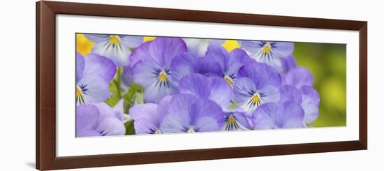 Lavendar and Yellow Pansies, Seattle, Washington, USA-Terry Eggers-Framed Photographic Print