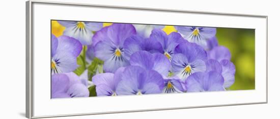 Lavendar and Yellow Pansies, Seattle, Washington, USA-Terry Eggers-Framed Photographic Print