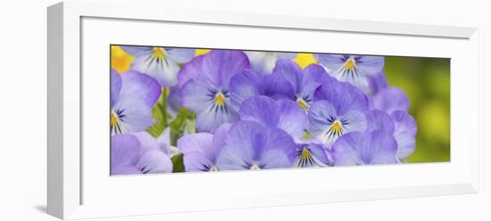 Lavendar and Yellow Pansies, Seattle, Washington, USA-Terry Eggers-Framed Photographic Print