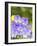 Lavendar and Yellow Pansies, Seattle, Washington, USA-Terry Eggers-Framed Photographic Print