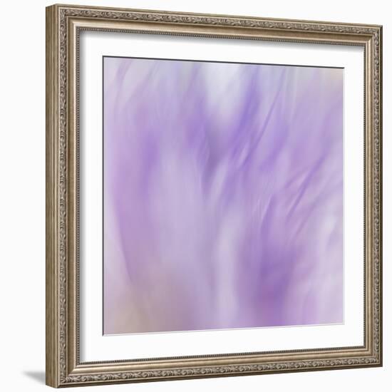 Lavendar Fusion-Jacob Berghoef-Framed Photographic Print