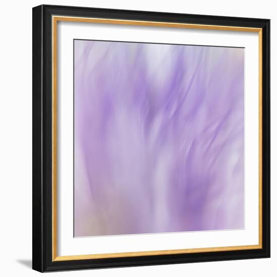 Lavendar Fusion-Jacob Berghoef-Framed Photographic Print