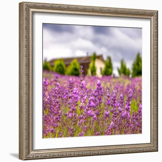 Lavendar Garden-Janet Slater-Framed Photographic Print