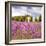 Lavendar Garden-Janet Slater-Framed Photographic Print