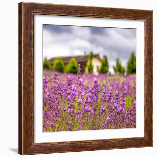 Lavendar Garden-Janet Slater-Framed Photographic Print