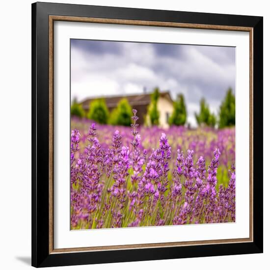 Lavendar Garden-Janet Slater-Framed Photographic Print