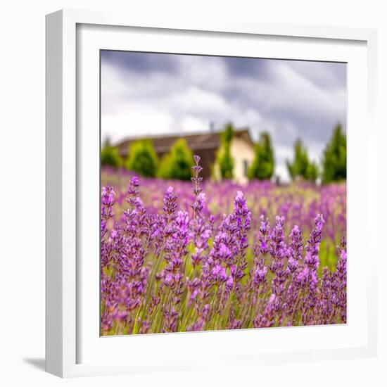 Lavendar Garden-Janet Slater-Framed Photographic Print