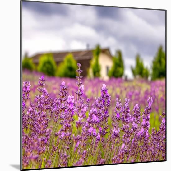 Lavendar Garden-Janet Slater-Mounted Photographic Print