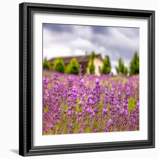 Lavendar Garden-Janet Slater-Framed Photographic Print