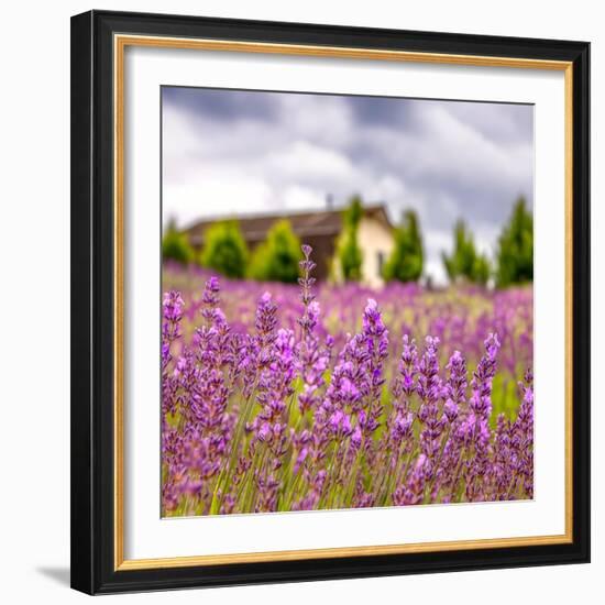 Lavendar Garden-Janet Slater-Framed Photographic Print