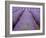 Lavendar Rows-Doug Chinnery-Framed Photographic Print