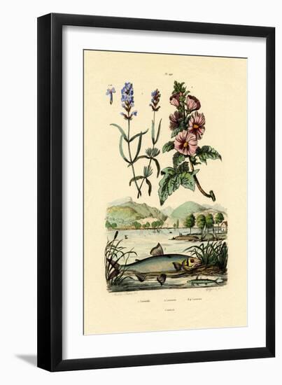 Lavender, 1833-39-null-Framed Giclee Print