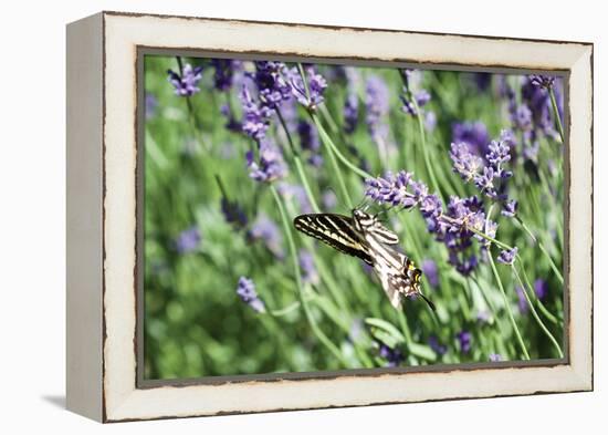 Lavender and Butterfly I-Dana Styber-Framed Premier Image Canvas