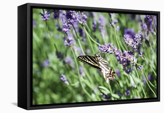 Lavender and Butterfly I-Dana Styber-Framed Premier Image Canvas