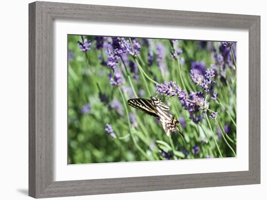 Lavender and Butterfly I-Dana Styber-Framed Photographic Print