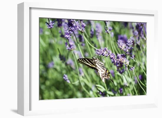 Lavender and Butterfly I-Dana Styber-Framed Photographic Print