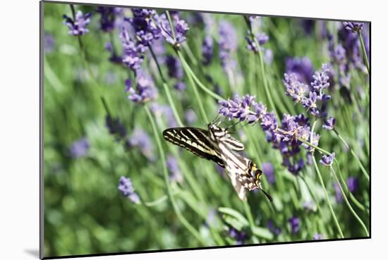 Lavender and Butterfly I-Dana Styber-Mounted Photographic Print
