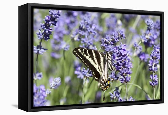 Lavender and Butterfly II-Dana Styber-Framed Premier Image Canvas