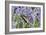 Lavender and Butterfly II-Dana Styber-Framed Photographic Print