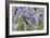 Lavender and Butterfly II-Dana Styber-Framed Photographic Print